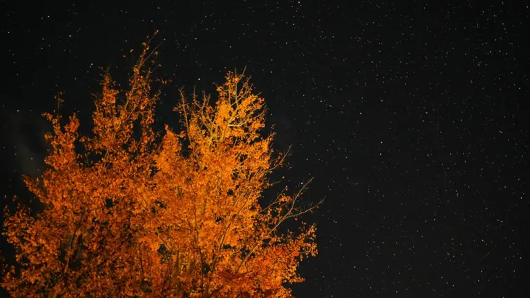 Jesienne drzewo o złotych liściach na tle rozgwieżdżonego nocnego nieba.